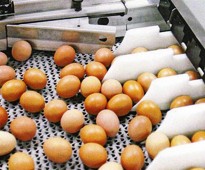 Automatický zber vajec
