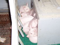 Burrows for piglets