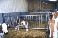 Separating structures for cattle - calves