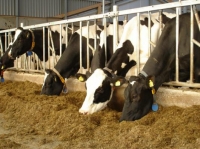 Separating structures for fattening bulls or breeder bulls